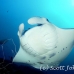 ray_manta_man_nmal_h_0091_mal2568.jpg